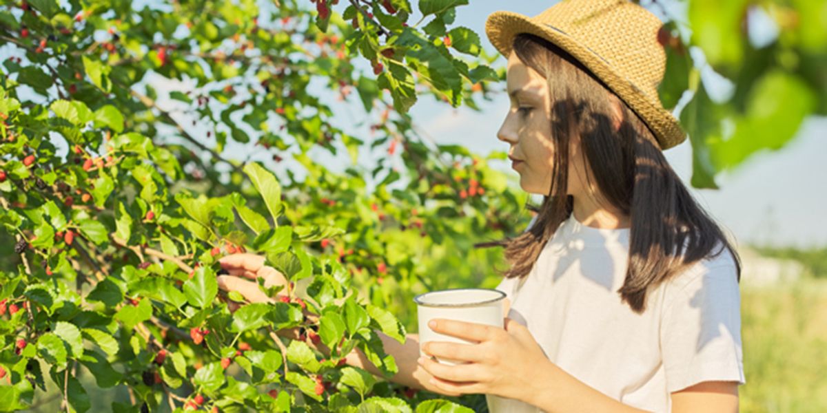 Créer une haie gourmande de fruits et baies comestibles