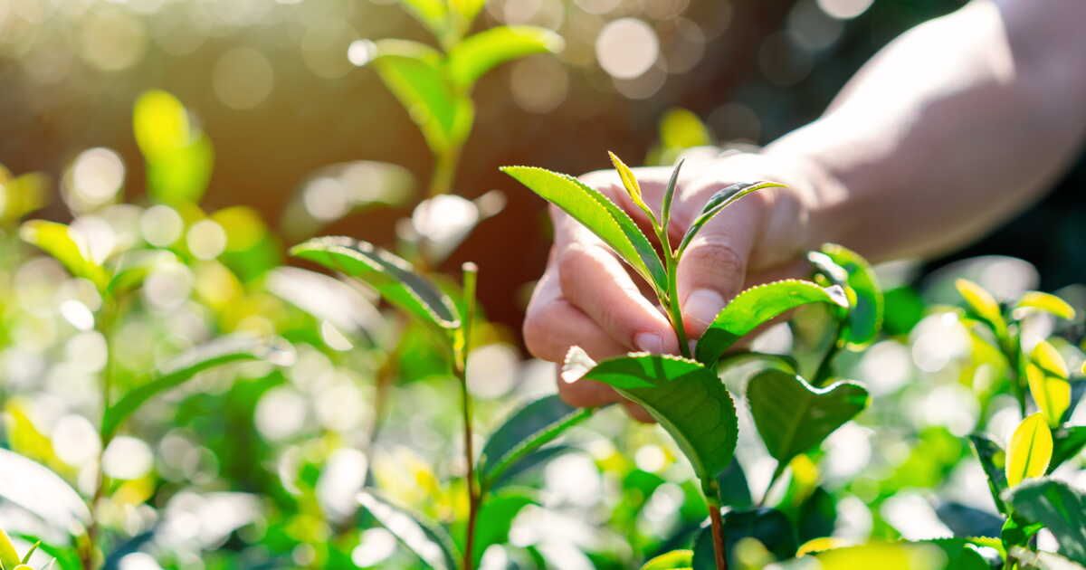 Le secret du pincement : faites fleurir vos plantes