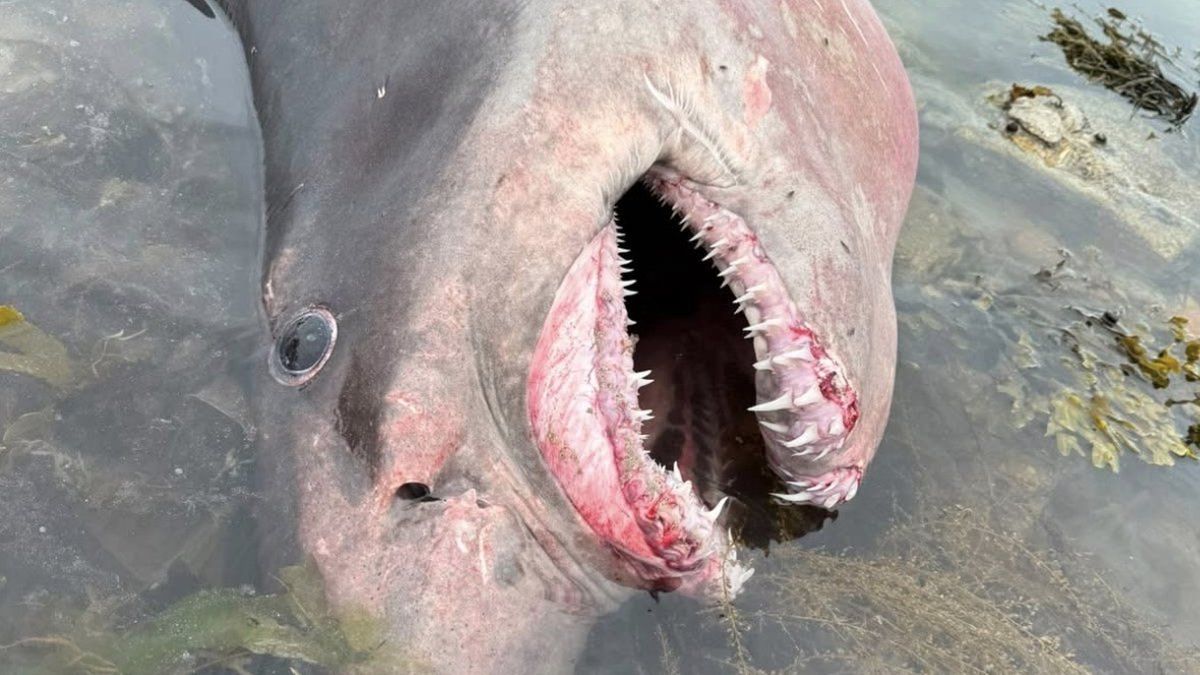 Un requin géant échoué à Jersey : un mystère qui fascine les scientifiques