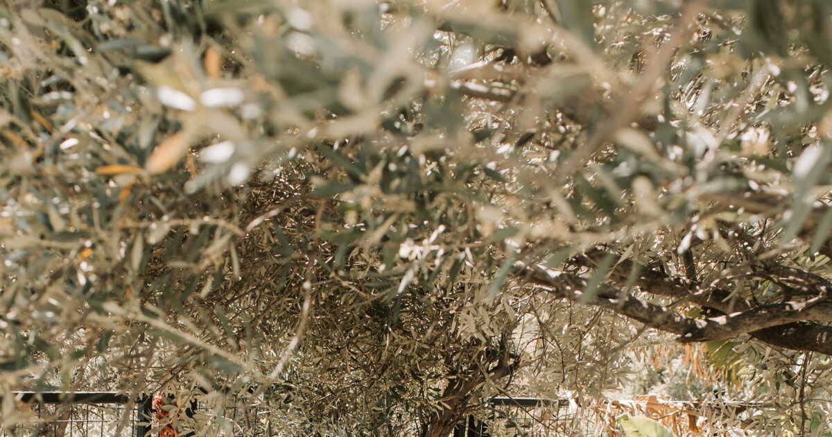 Préparez votre jardin pour l'été : les indispensables à avoir