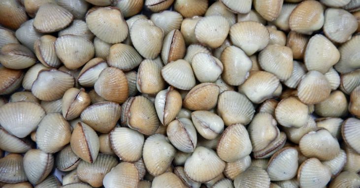 Les coques de Cabourg : un chocolat qui évoque le charme normand