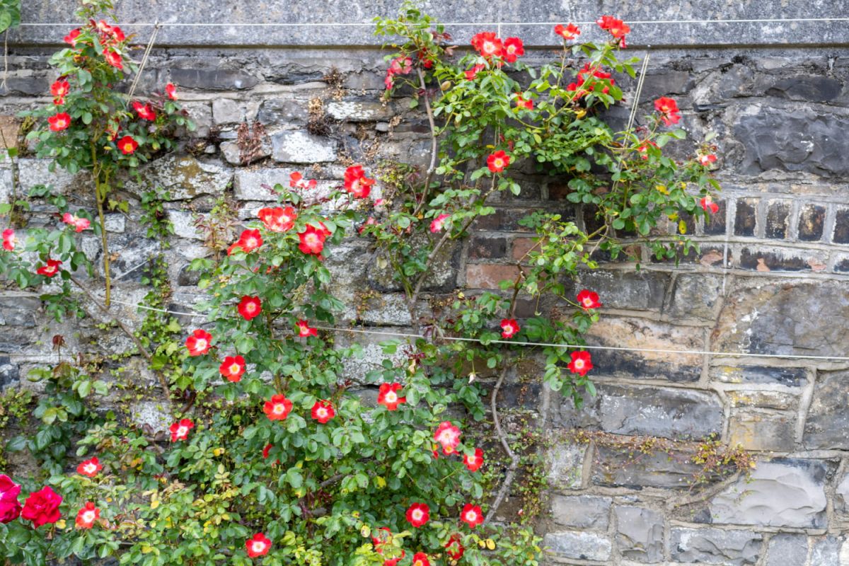 6 plantes grimpantes idéales pour embellir sans dégrader vos murs