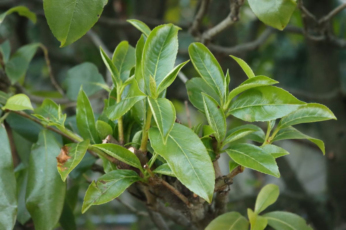 Découvrez la plante qui réduit le bruit pour un espace extérieur apaisant