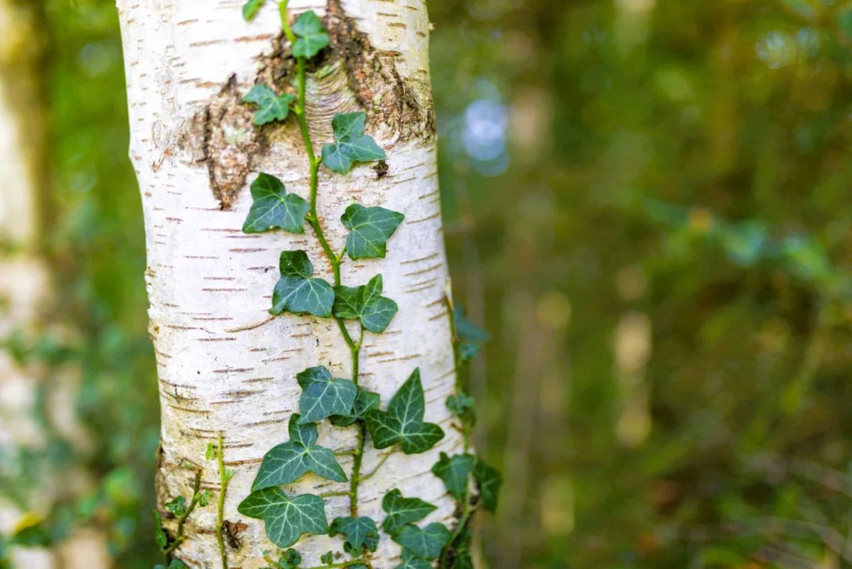 Le lierre, ami ou ennemi des arbres ? Décryptage d'un expert en jardinage