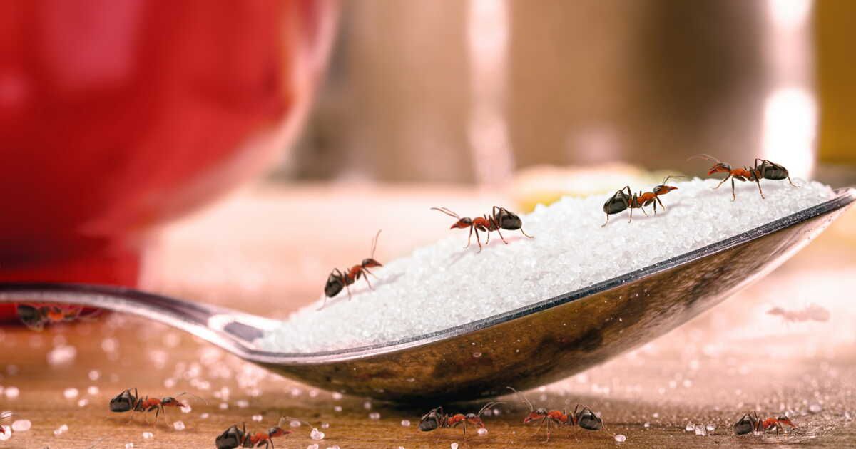 Des solutions naturelles pour dire adieu aux fourmis à la maison