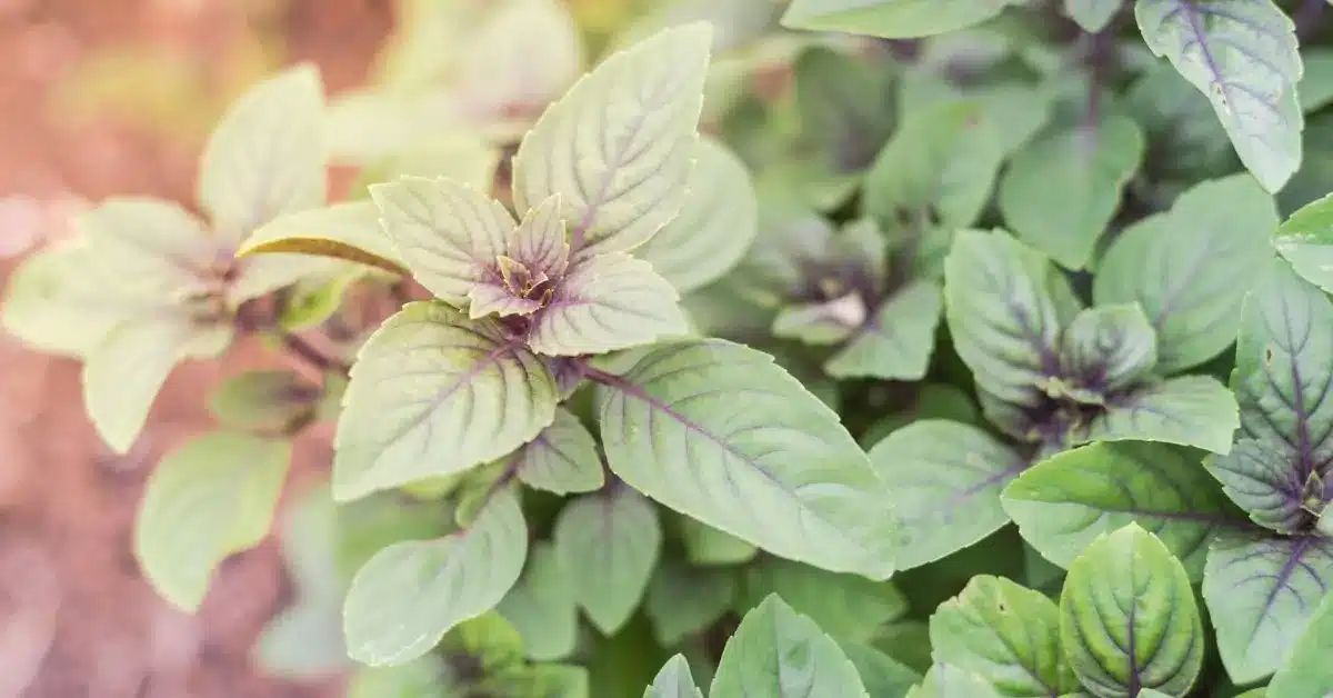découvrez le basilic perpétuel : votre nouvel allié au jardin