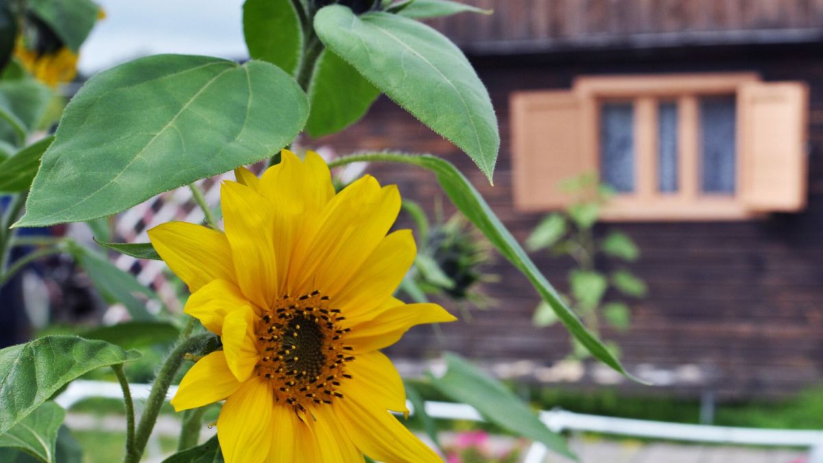 Le tournesol, une fleur qui danse sous le soleil