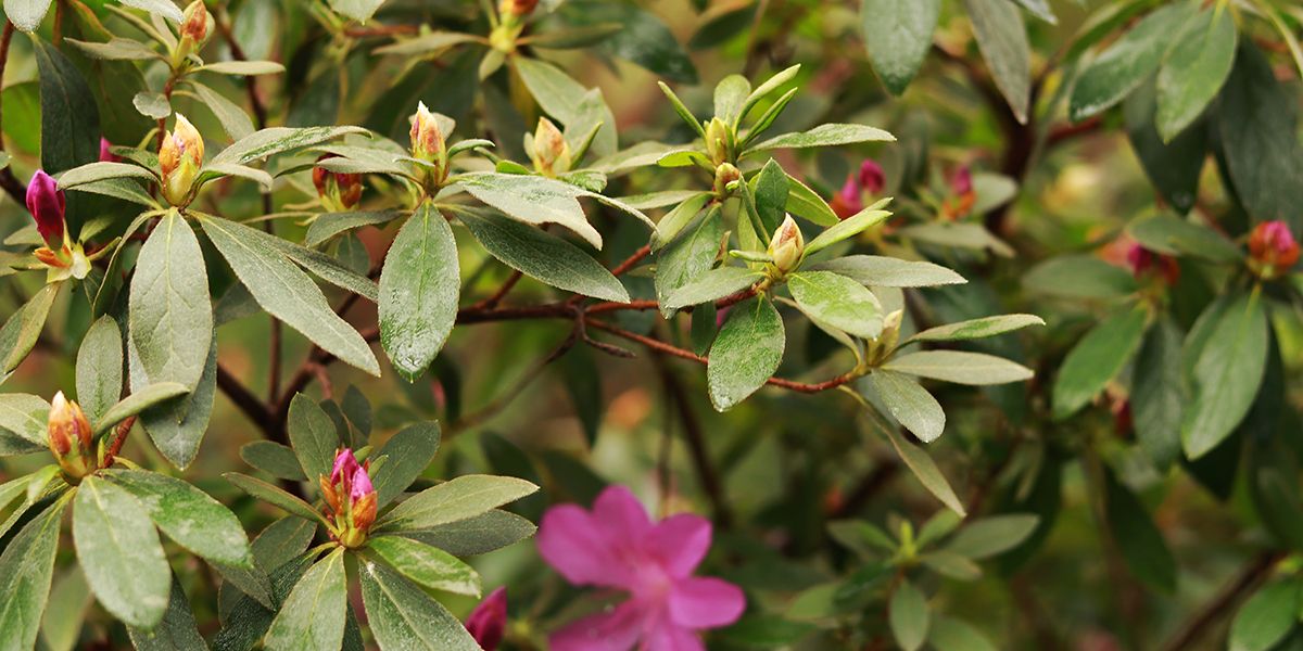 L'art de la taille du rhododendron : guide pratique et conseils