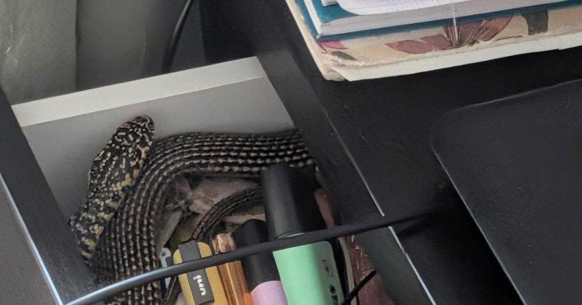 Toulouse : une surprise reptilienne dans un bureau