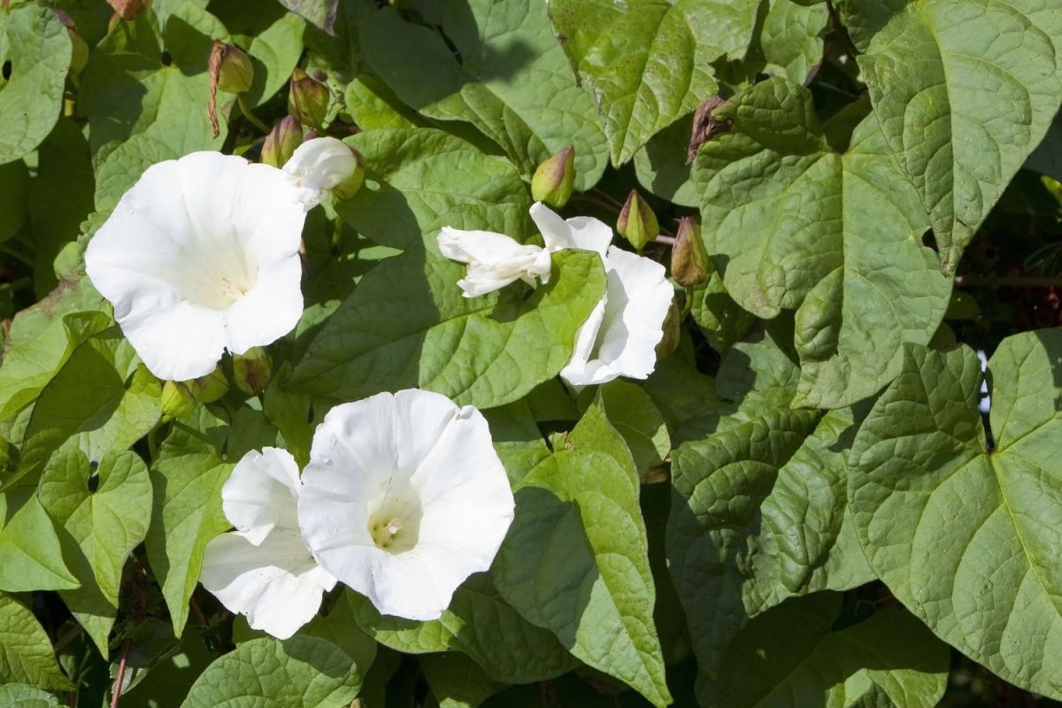 comment lutter contre le liseron : astuces pour le jardin