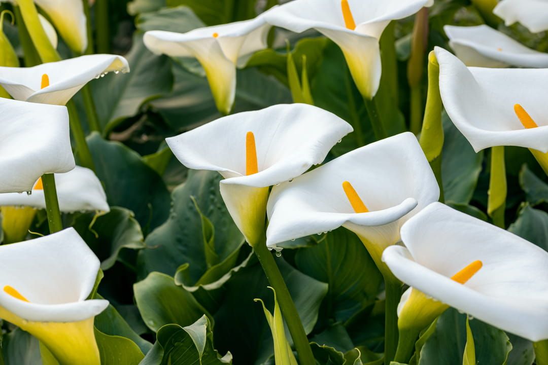 Zantedeschia : l'élégance de l'arum pour un jardin enchanteur