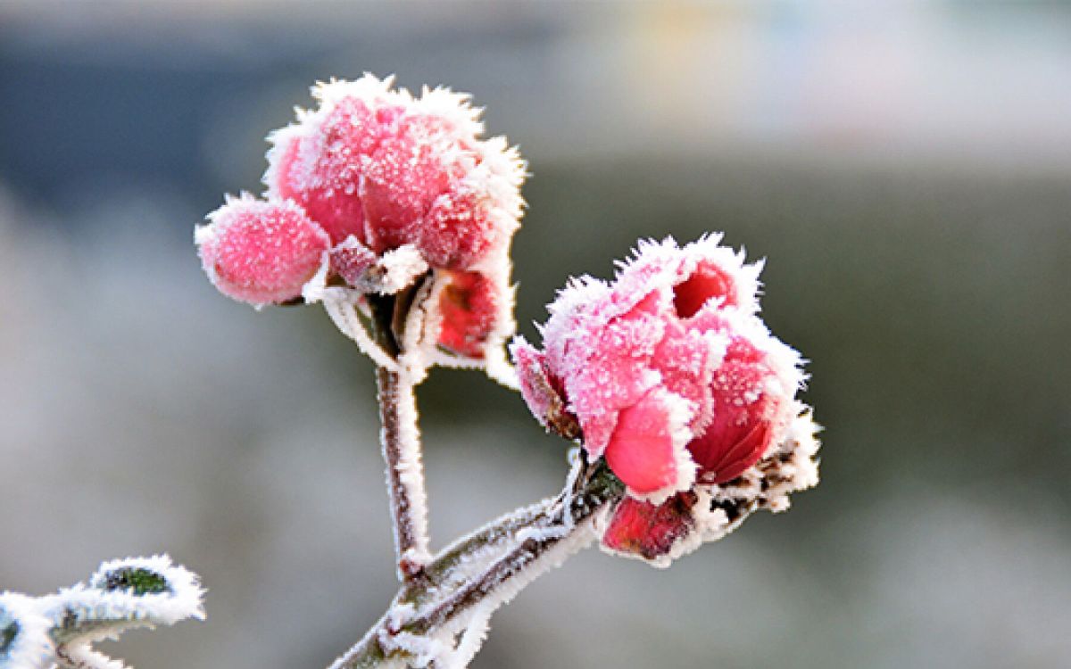 Printemps tardif : conseils pour revitaliser votre jardin