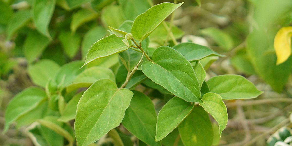 des plantes naturelles pour réguler votre glycémie