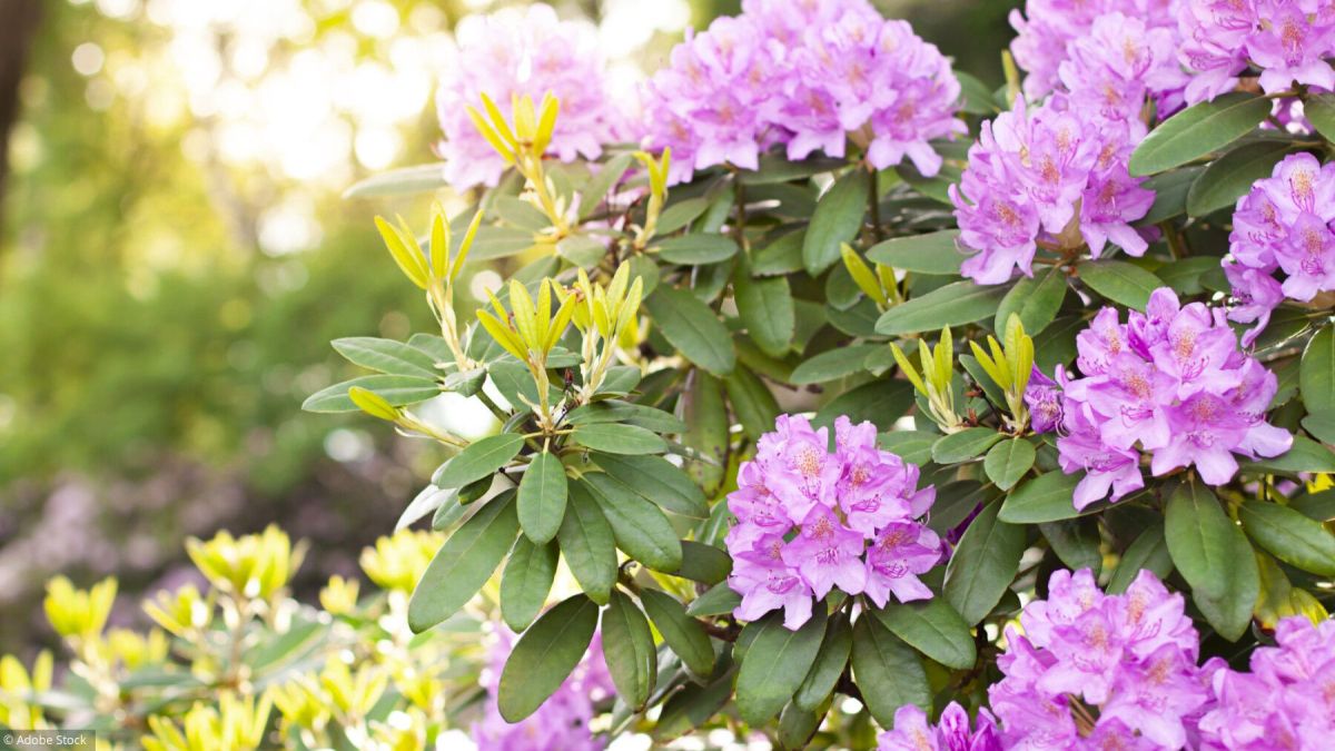 Quelles fleurs planter dans les coins d'ombre?