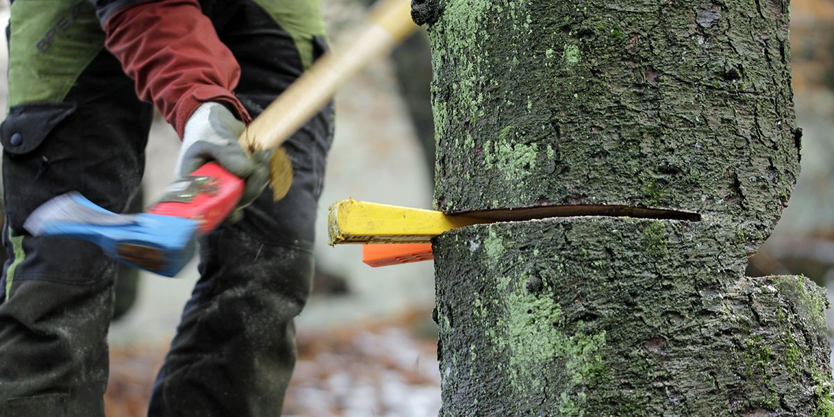 Abattre un arbre de son jardin : ce que dit la législation