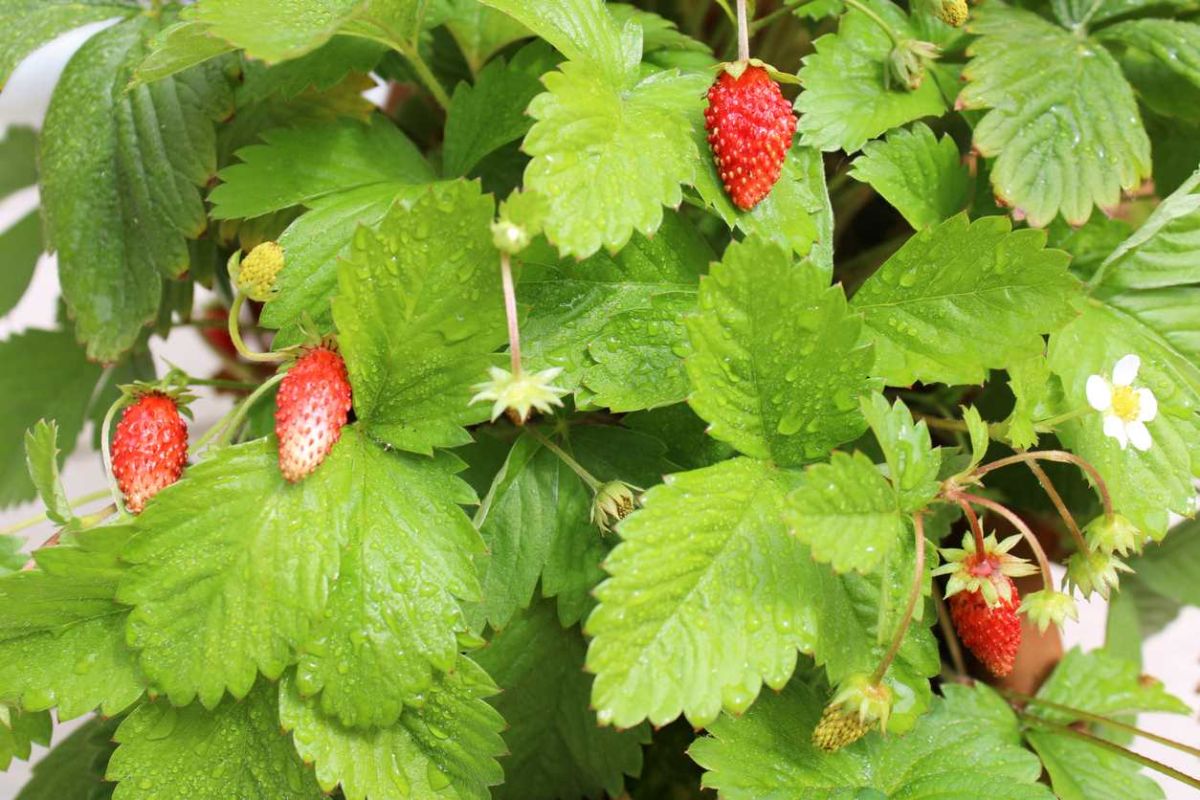 Libérez vos fraisiers des mauvaises herbes avec cette astuce essentielle