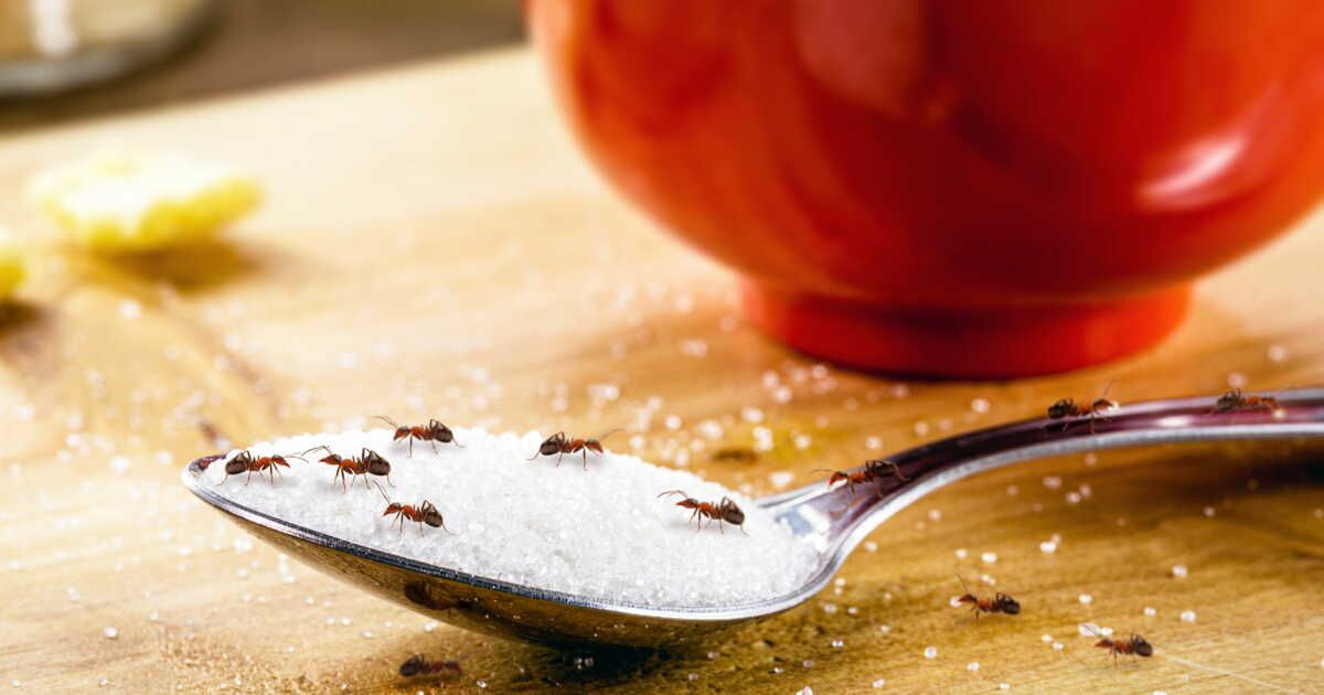 Astuces naturelles pour chasser les fourmis de votre maison et jardin