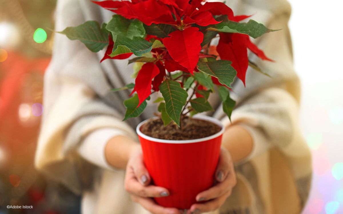 Noël : découvrez ces six plantes exquises à offrir