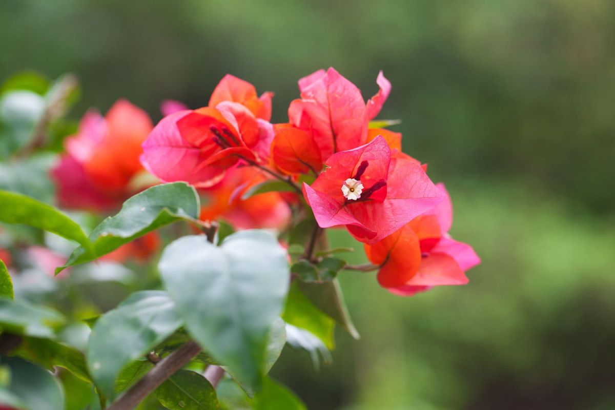 Les fleurs éblouissantes de juillet : un festival de couleurs pour votre jardin