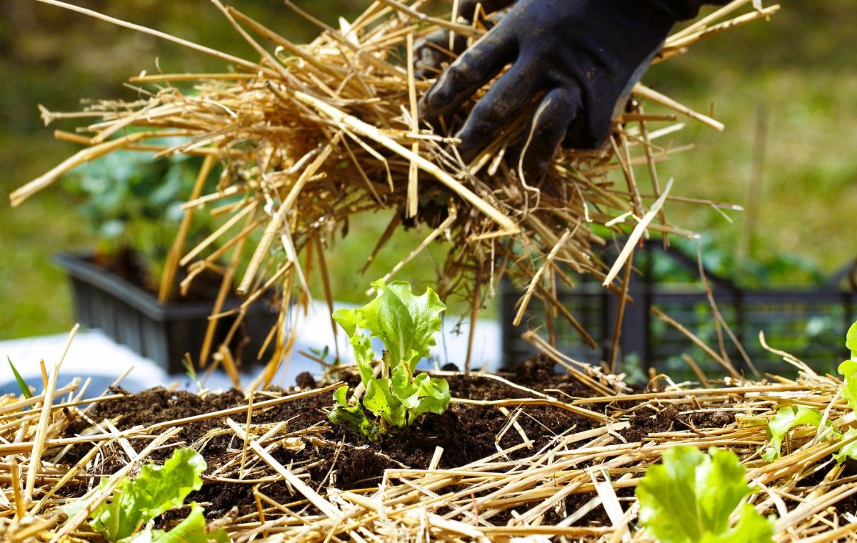 l'oubli crucial de mai qui peut compromettre votre potager cet été