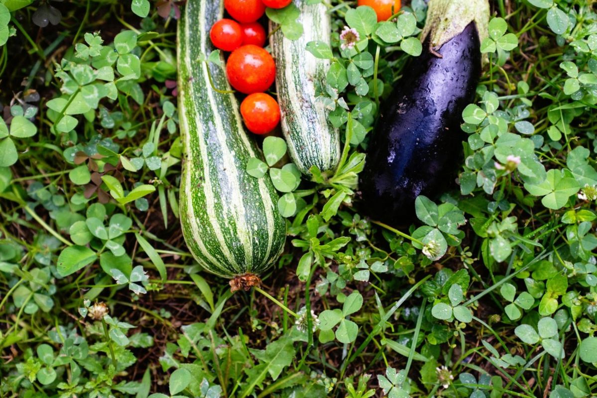 Attendre la mi-mai : pour des légumes qui prospèrent