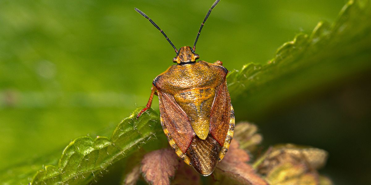 Comment se débarrasser des punaises dans votre jardin et votre maison ?
