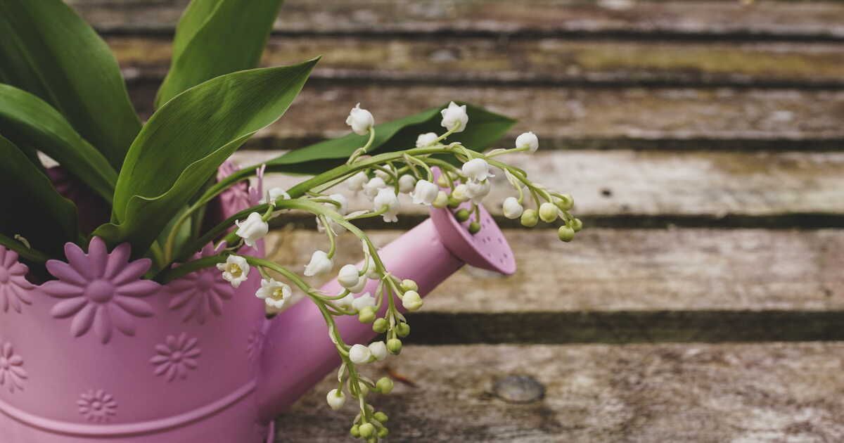 Astuces infaillibles pour conserver votre muguet plus longtemps
