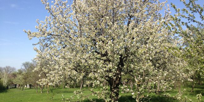 Bien tailler son cerisier : guide pratique pour un arbre en santé