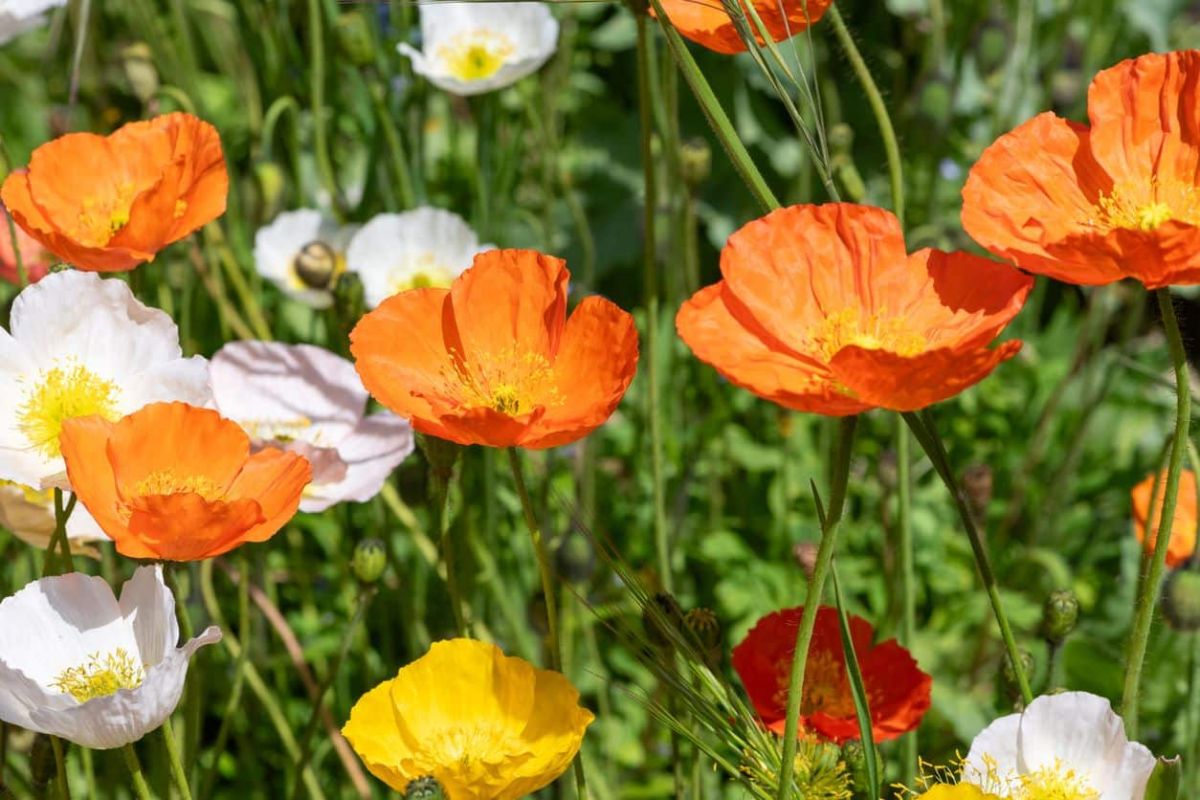 Découvrez la beauté du pavot d'Islande : la fleur sans arrosage à privilégier cet été