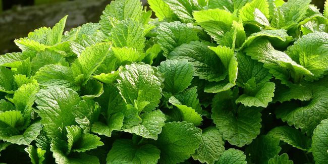 Mélisse : une plante aromatique aux multiples bienfaits