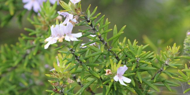 Romarin d'Australie (Westringia fruticosa), l'oublié aux airs de romarin