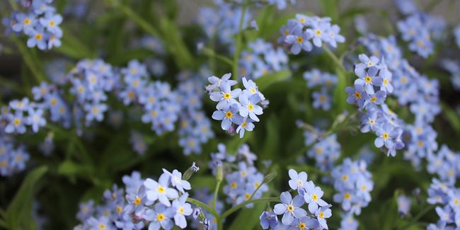 À la découverte du myosotis, la délicate herbe d'amour du printemps