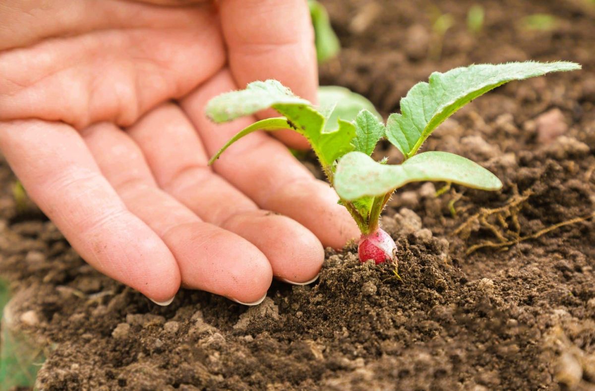 jardinage en juin : les semis à ne pas manquer pour un potager prolifique