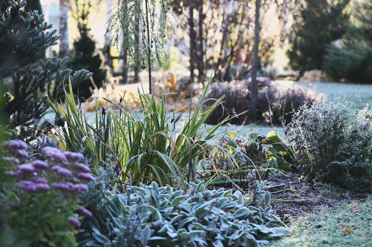 Préparez votre jardin pour l'hiver : les gestes essentiels à ne pas négliger