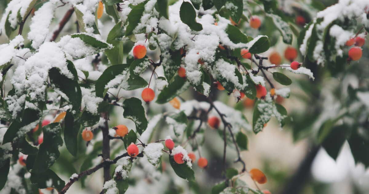 Gestion des plantes sous la neige : ce qu'il faut savoir