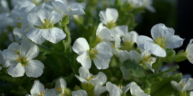 Arabette du Caucase : une source d'élégance florale