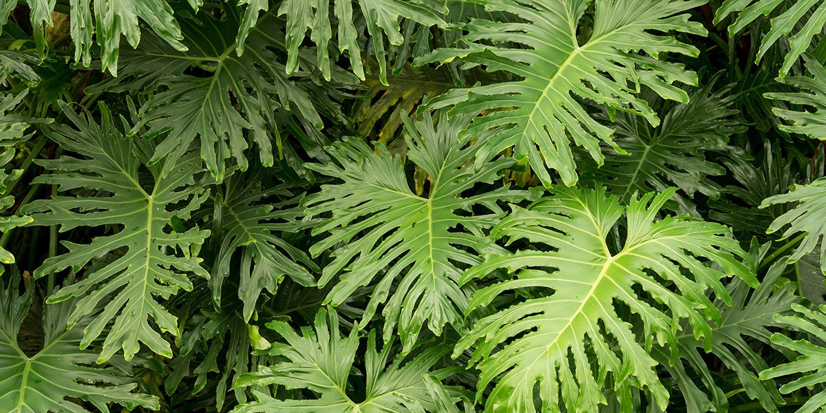 Le philodendron, une oasis verte à la maison