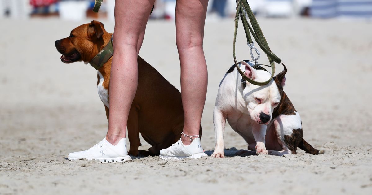 À la plage avec son chien : les destinations où votre compagnon est le bienvenu