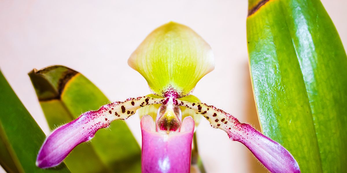 Comprendre le jaunissement des feuilles d'orchidée : causes et solutions