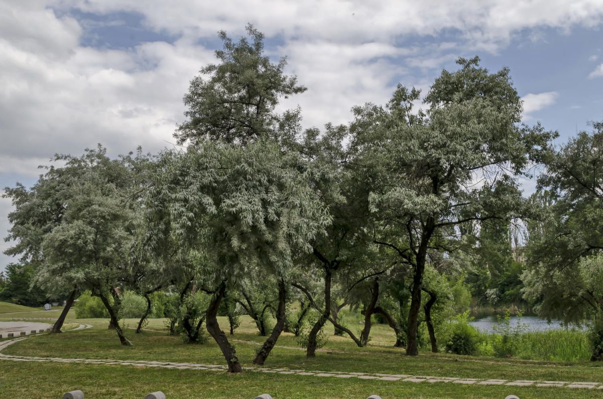 Dossier complet sur le saule : identification, plantation et soin
