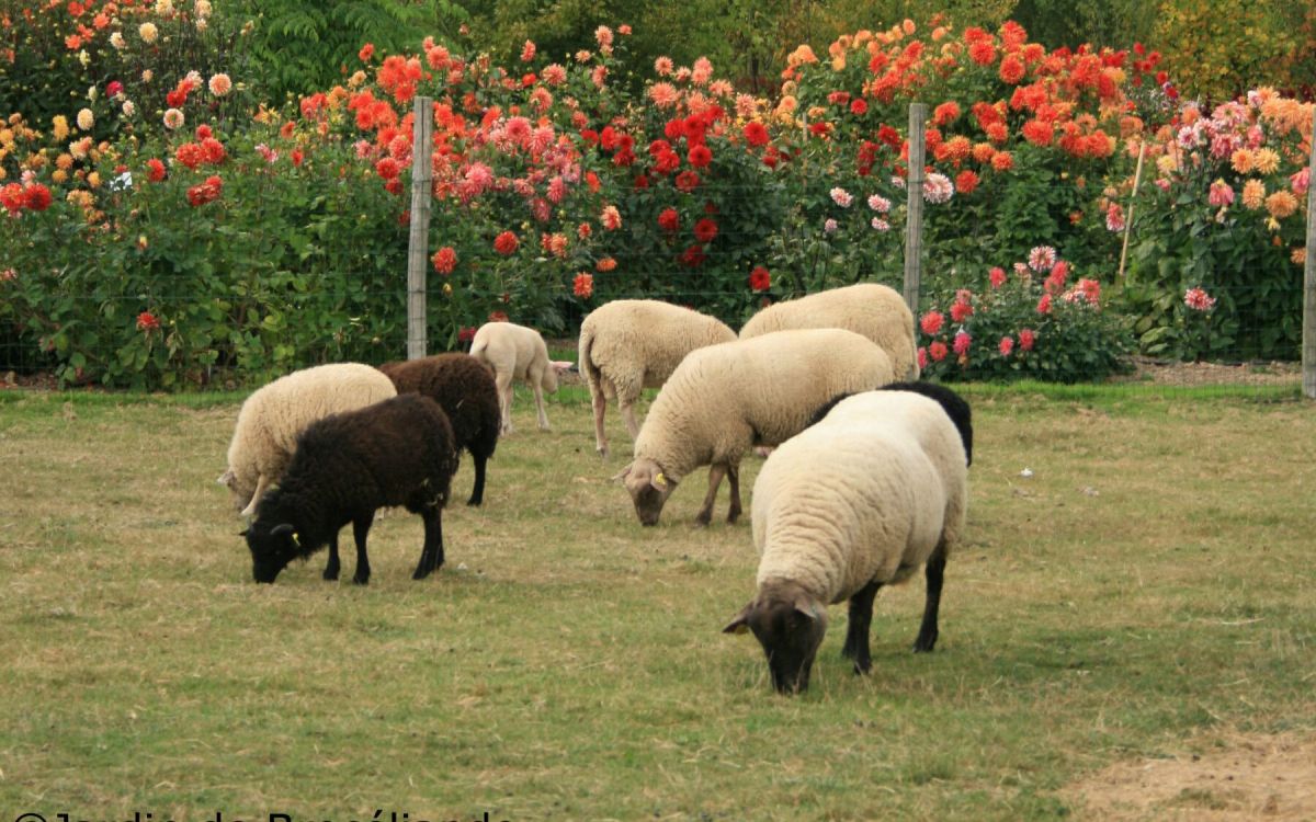 Redécouvrez votre jardin avec l'éco-pâturage