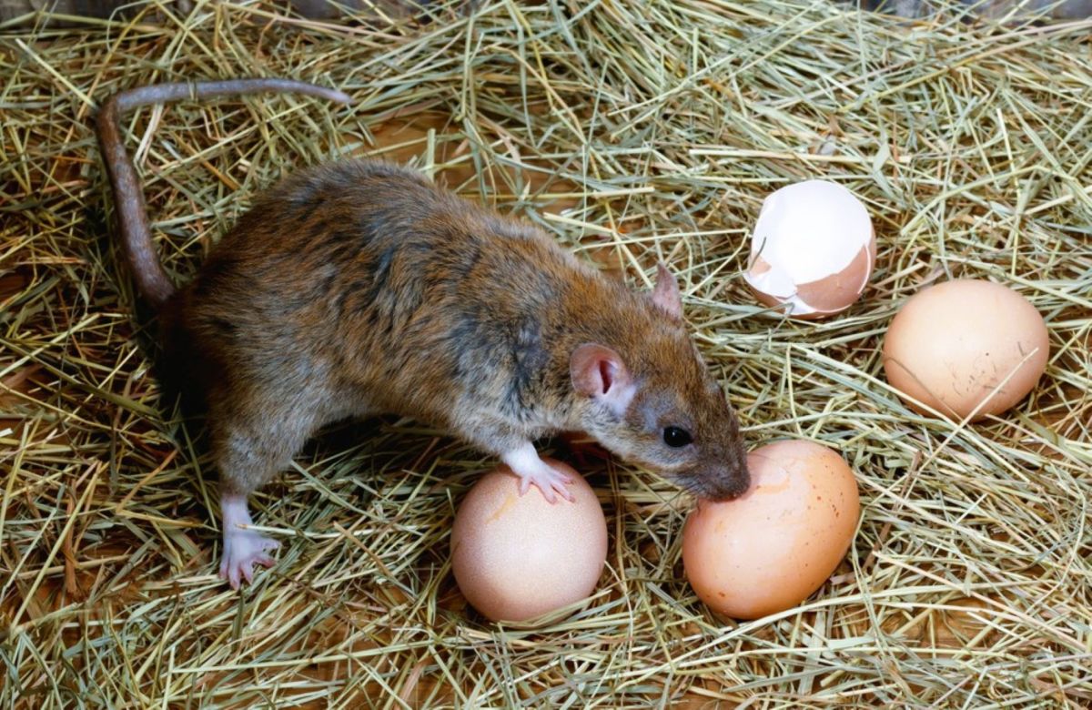Chasser les rats du poulailler : des solutions efficaces pour protéger vos poules