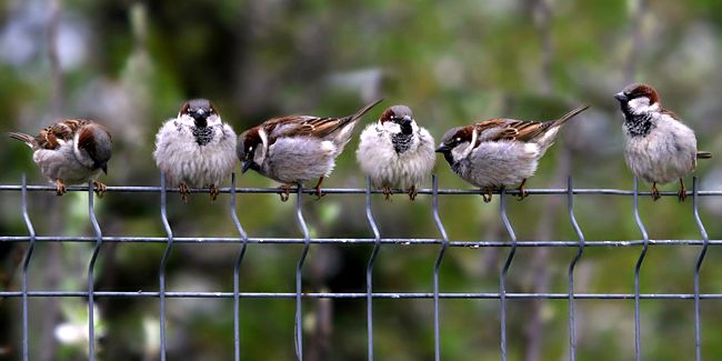 Hauteur des murs de clôture : ce que dit la loi entre voisins