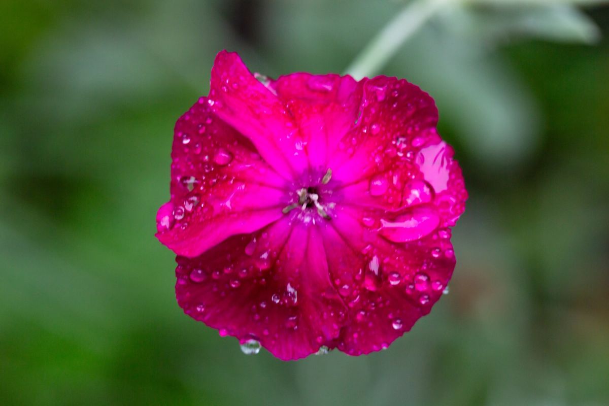 Le retour inattendu de la coquelourde : une fleur oubliée qui enchante les jardins modernes