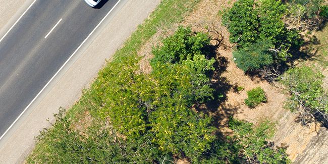 Miyawaki : la révolution des micro-forêts urbaines