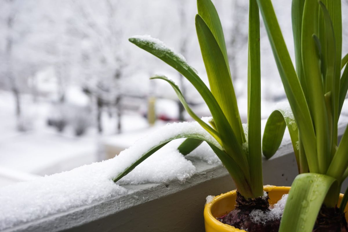 Des plantes d'hiver pour un balcon toujours fleuri