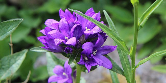 Campanule à bouquets (Campanula glomerata), une beauté florale agglomérée