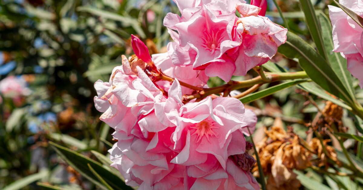 Protéger votre laurier rose en hiver : les astuces d'experts