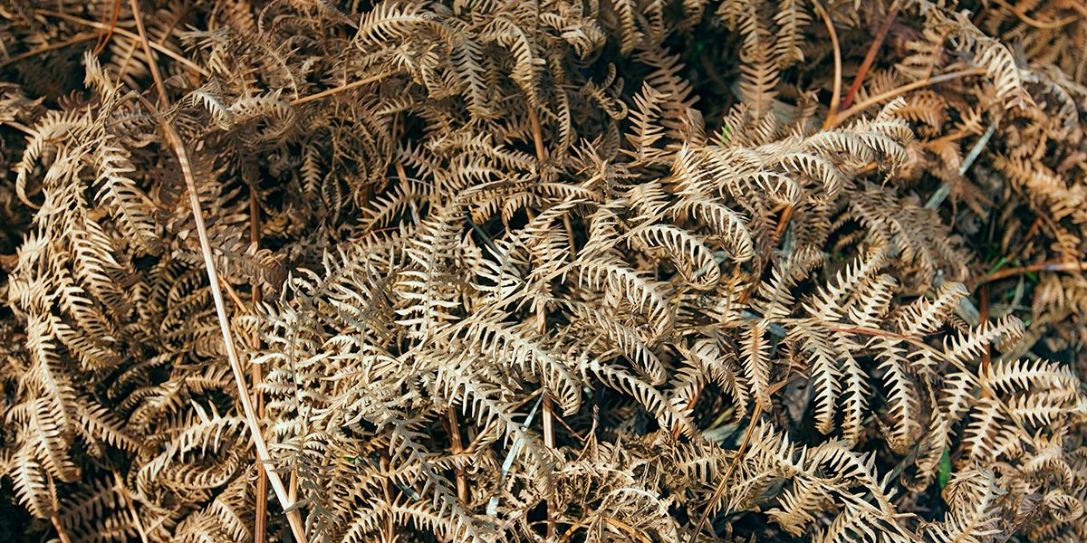 Le paillage de fougères à l'automne : un atout pour vos plantes