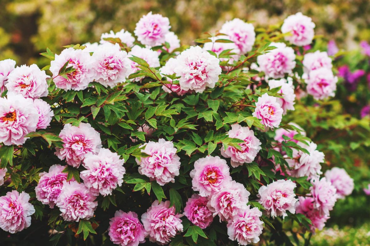 Multiplier vos pivoines : découvrez une méthode surprenante